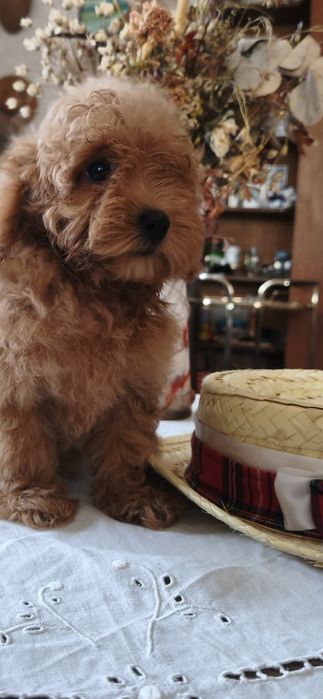 Той пудель ксу девочки и мальчики