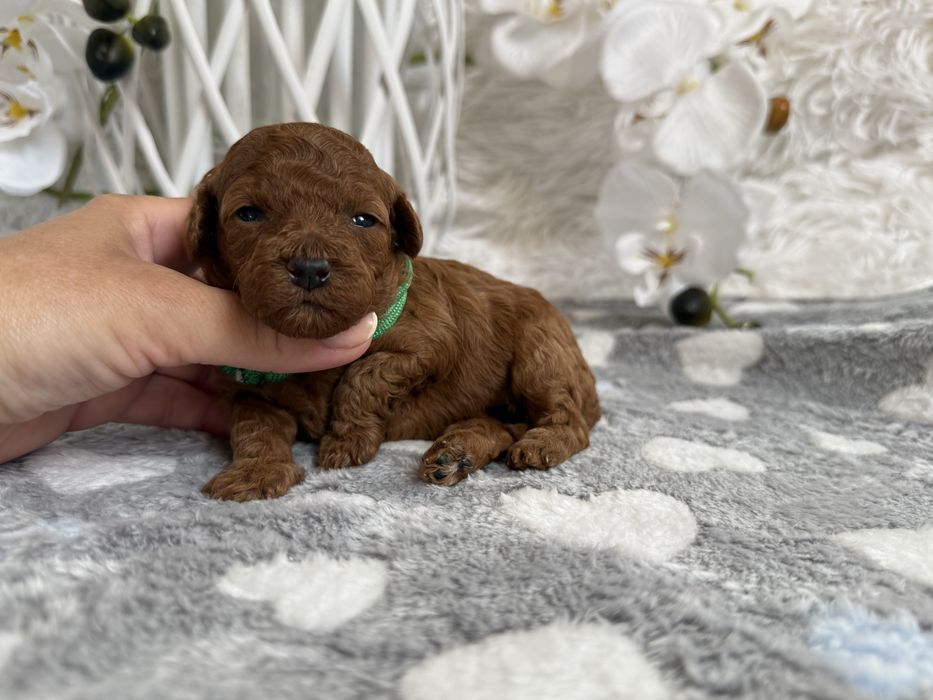Pudel toy red/ red brown, malutka prześliczna suczka!