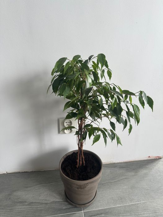 Fikus Benjamin ok 65cm z donicą glinianą