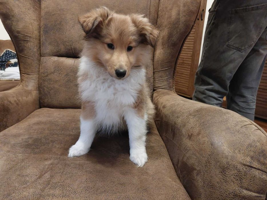 Sheltie szuka kochającego domku