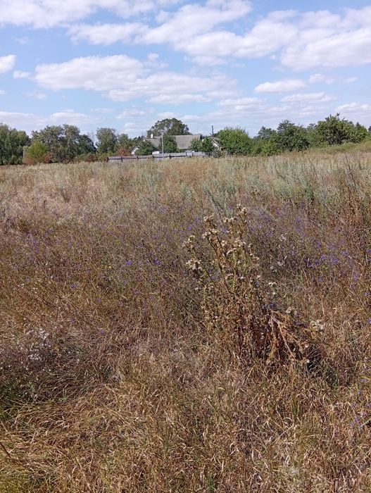 Земельна ділянка