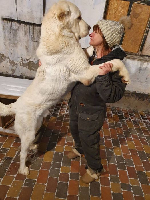 Кобель алабай щенок 2,5 мес