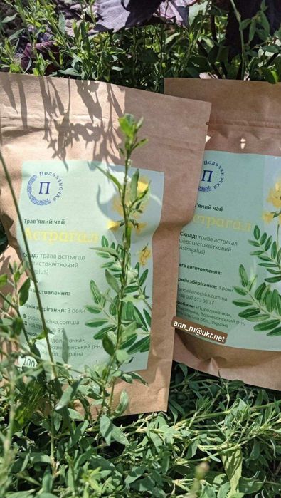 Астрагал шерстистоквітковий