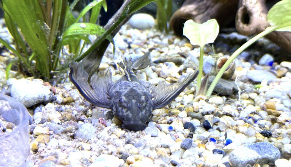 Ancistrus Greean dragon long fin. Zbrojnik Glonojad
