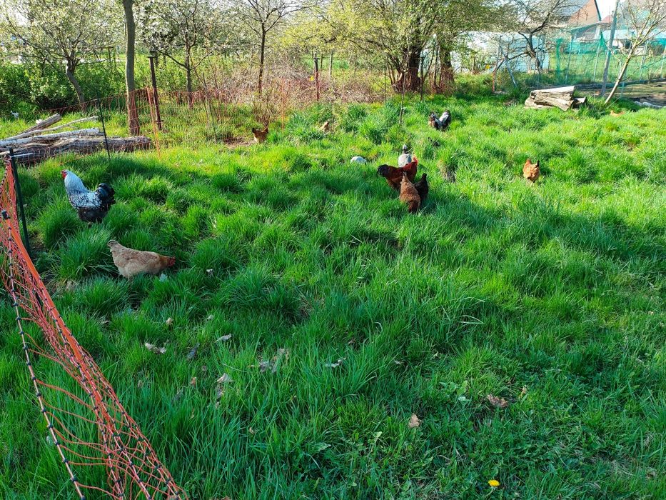 Sprzedam jaja z wolnego wybiegu