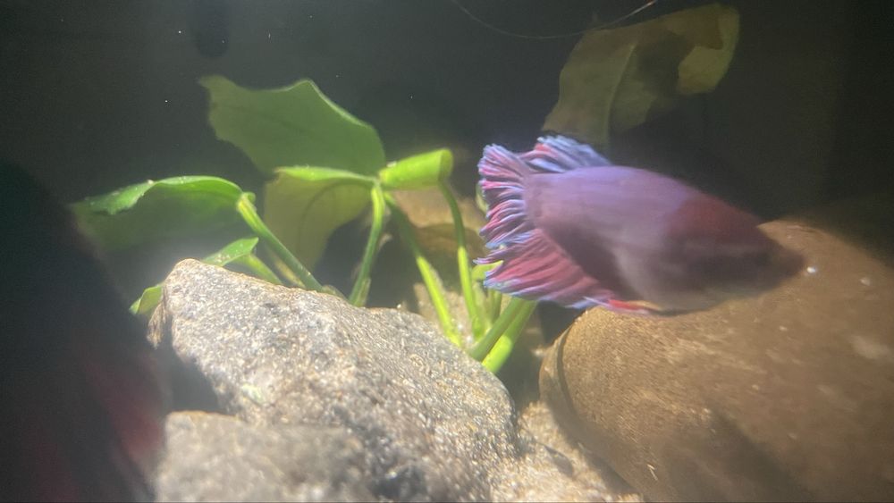 Риби пітушки betta