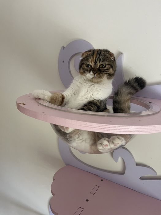 Scottish fold femea