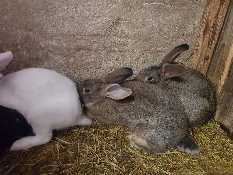 Króliki hodowlane