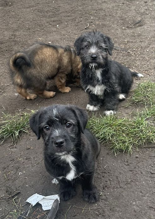 Super szczeniaki szukają domków