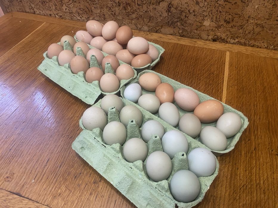 Продам справжні домашні яйця від власних курей.
