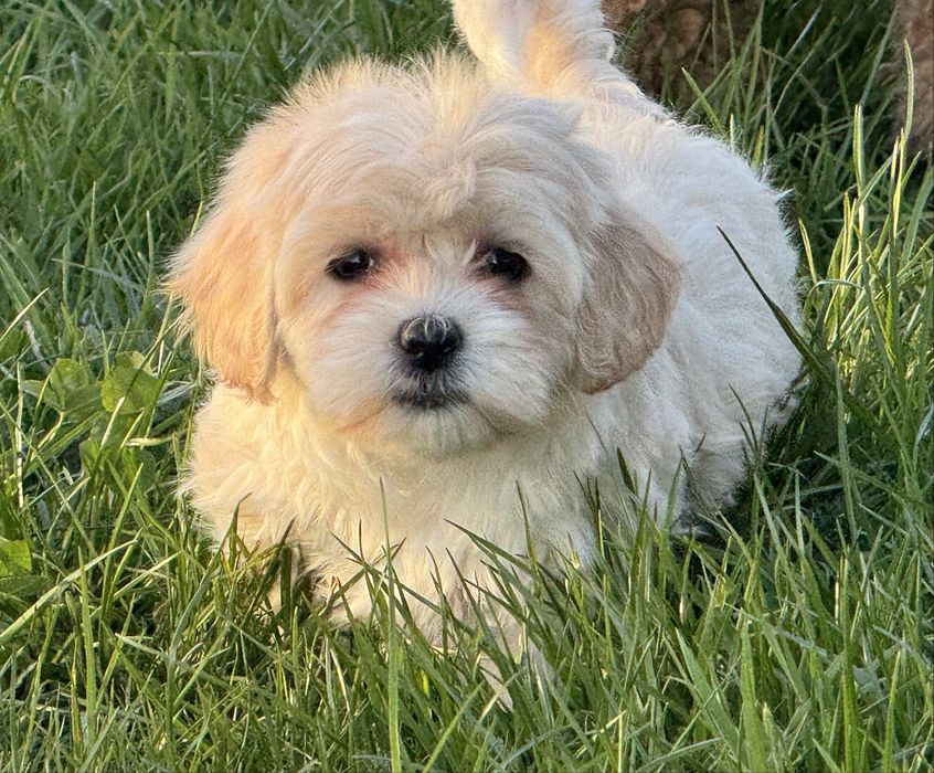 Maltipoo maltańczyk pudel toy szczeniak z rodowodem