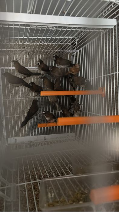 Vendo bengalins