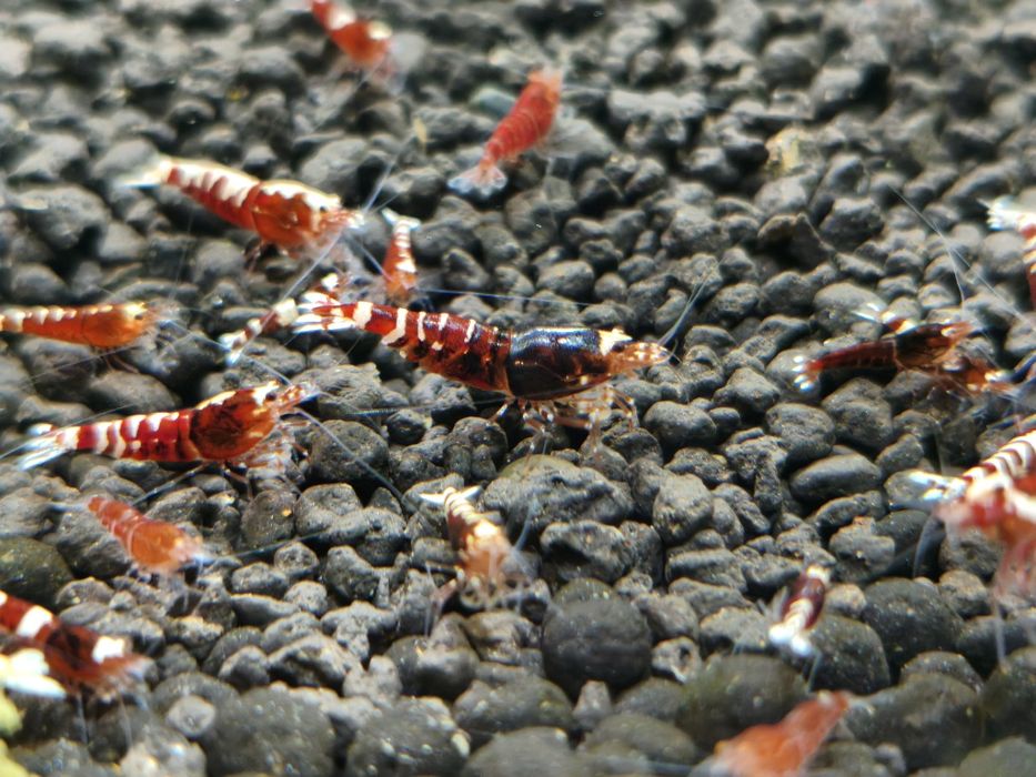 Krewetki Red Metallic - całe stado