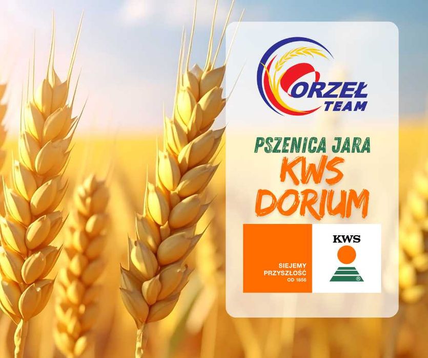 Pszenica jara KWS Dorium, jęczmień, owies, kwalifikat