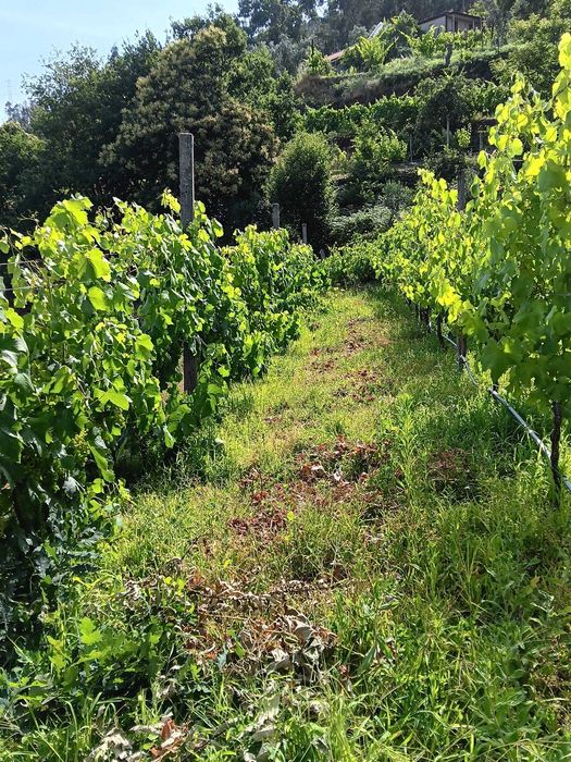 Terreno Agrícola com Vinha e Árvores de Fruto