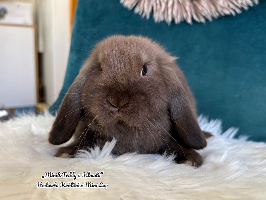 Cudowne maluchy MINI LOP - króliczki rasowe, miniaturki [hodowla zarejestrowana]