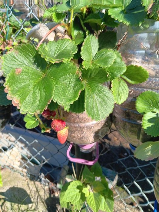 Árvores para jardim