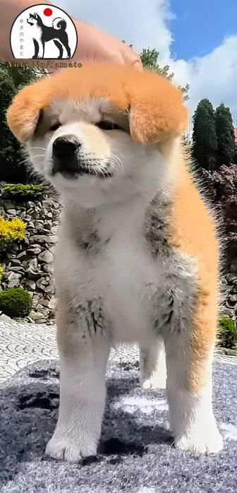 Akita Inu FCI/ZKwP