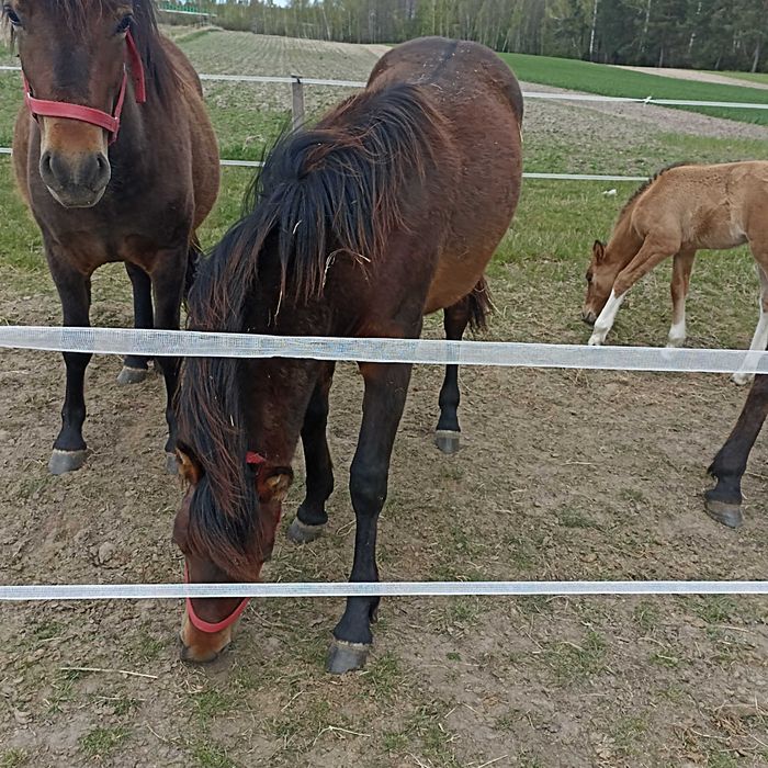 Konie huculskie na sprzedaż