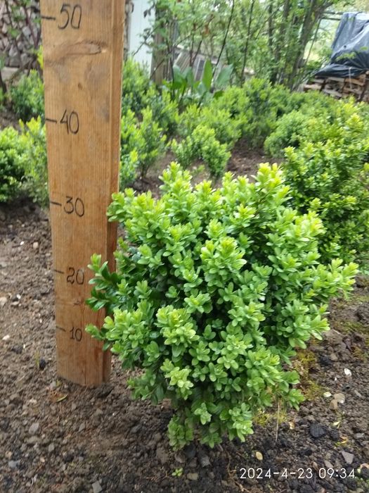 Самшит формований, туя колоновидна.