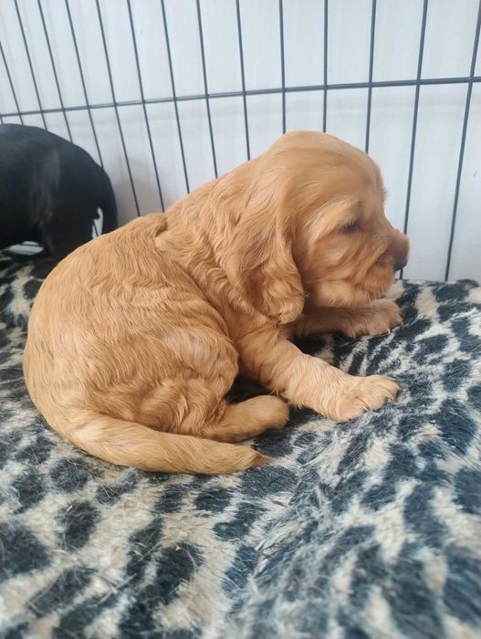 Cocker Spaniel Angielski