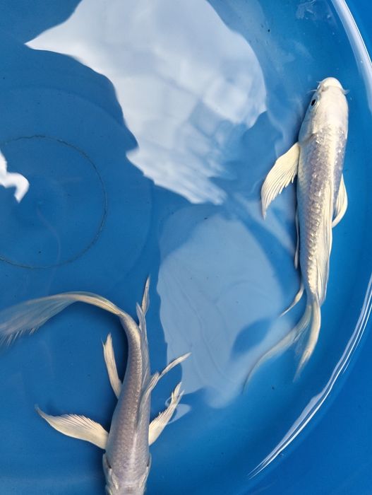 Carpa koi véu platium 15cm