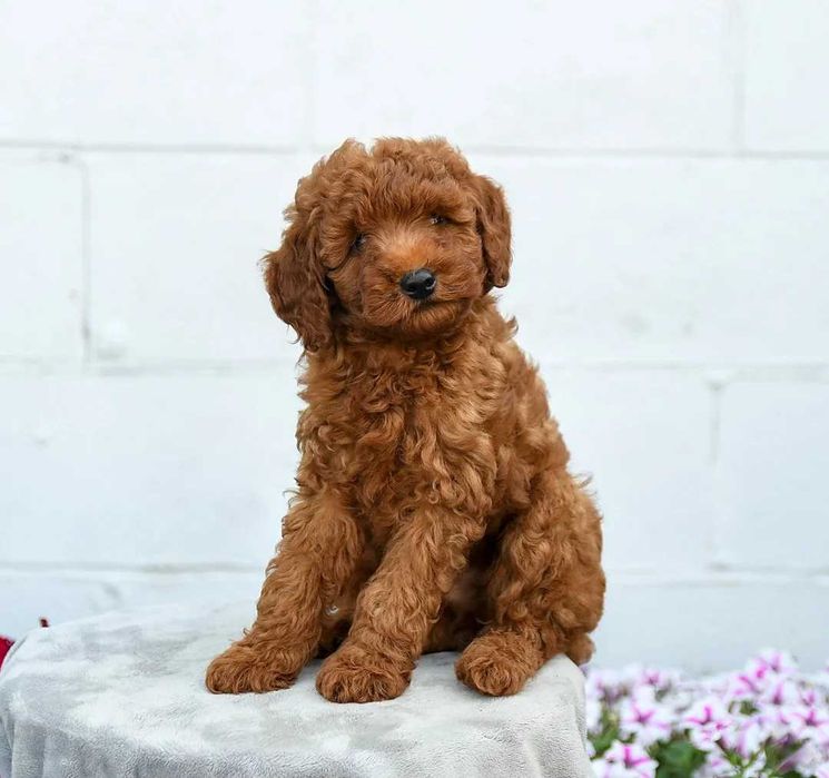 Poodle red disponivel