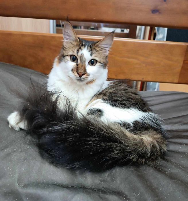 Пушистый котик бесплатно