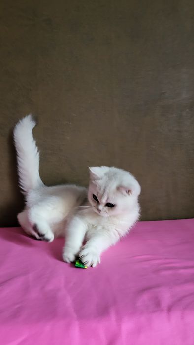 Срібляста шиншила,  Британська короткошерснан