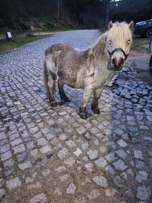 Pôneis mansos para venda