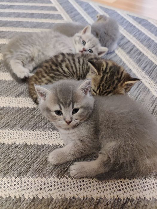 Британське кошеня