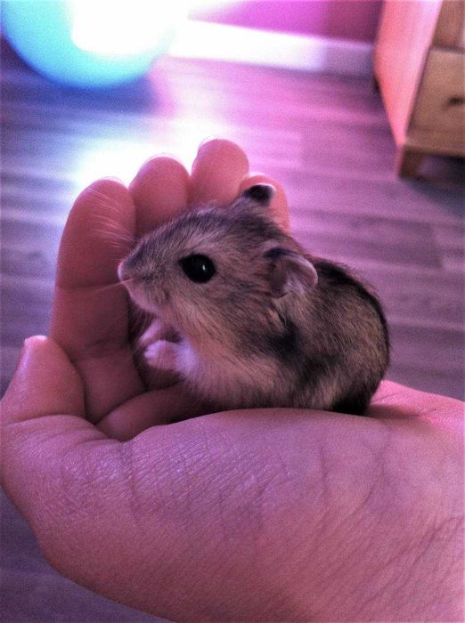 Ручні хом'ячки, малята джунгарики та інші