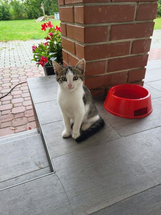 Małe kotki do adopcji