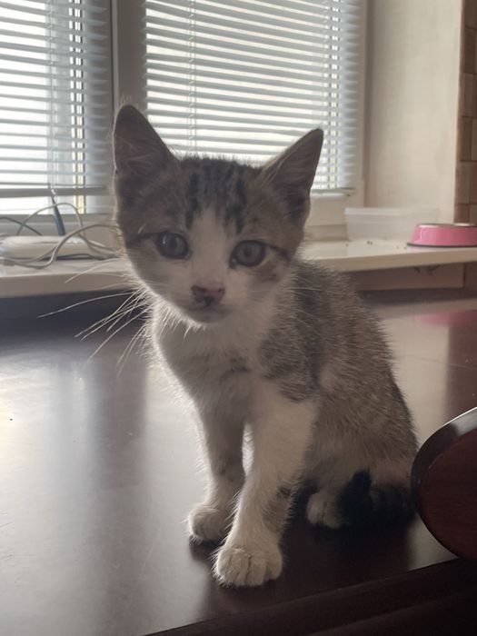 котик безкоштовно