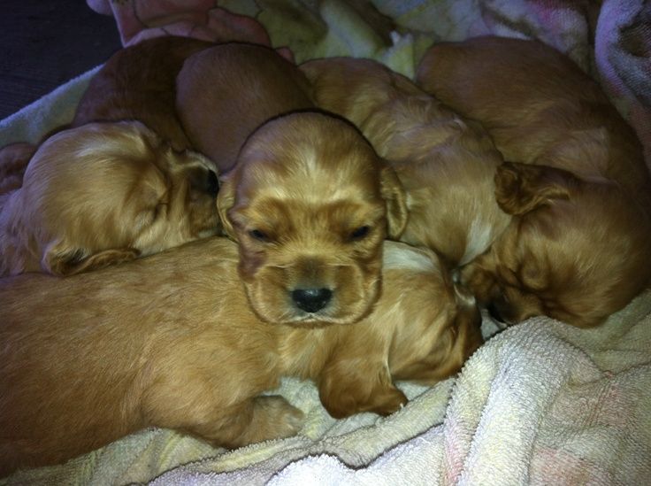 Руде щастя для вашої родини