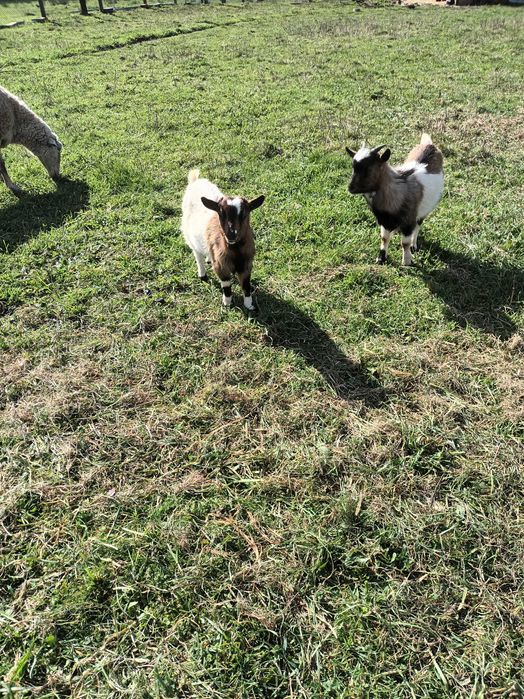 Vendo casal cabrithinhas 5 meses