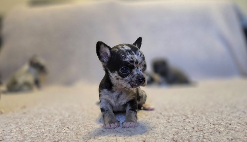 Prześliczny chihuahua merle piesek