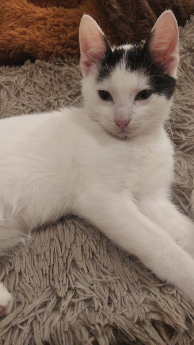 Віддам кошенят в хороші руки