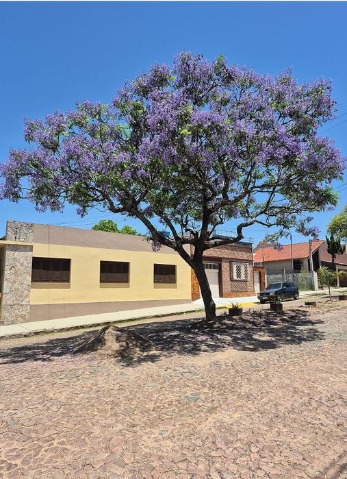 jacarandá-mimoso, -  carobaguaçu,