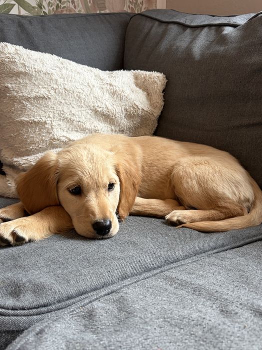 Suczka golden retriever