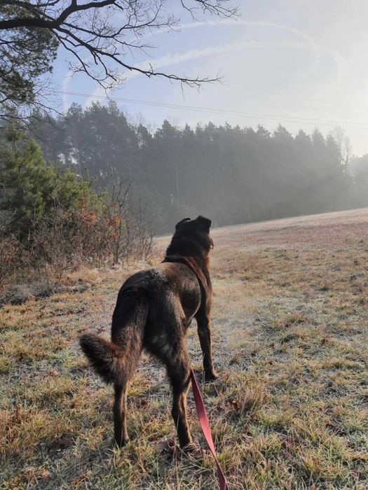 Pies pełen miłości do człowieka