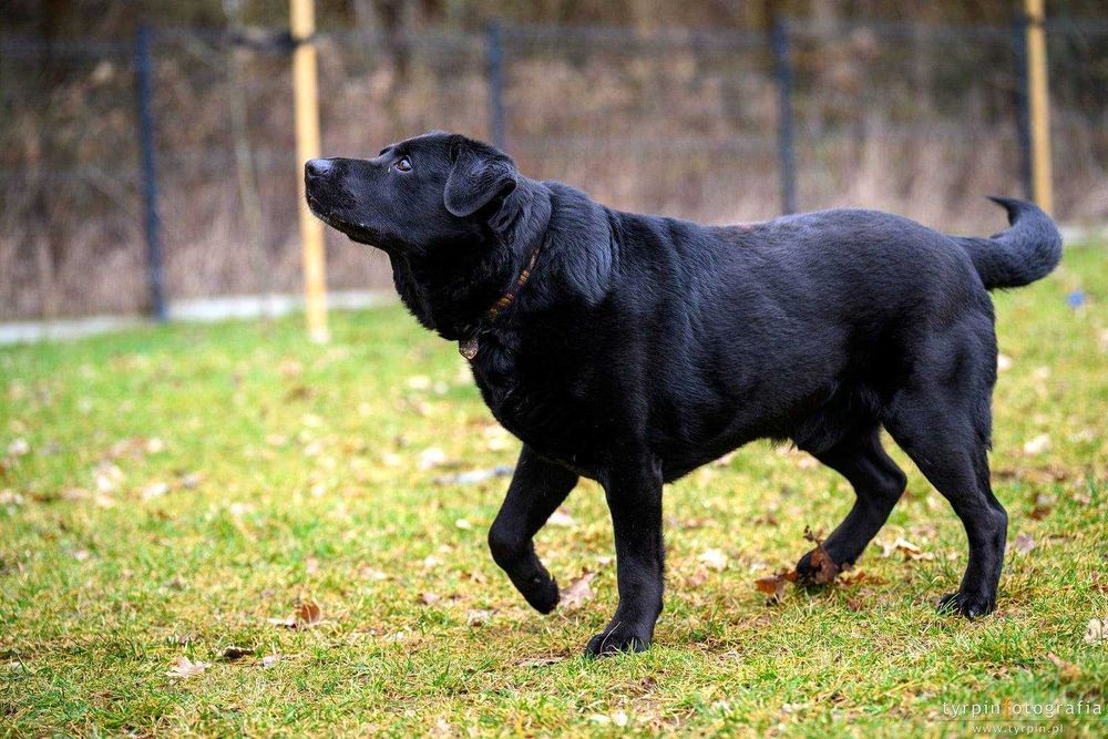 Wierny pies do adopcji Oskar