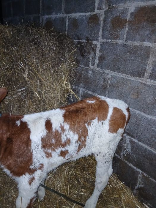 Byczki jałoweczki od rolnika