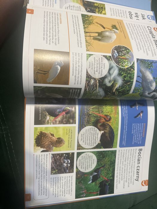 Ksiazka Młody ornitolog