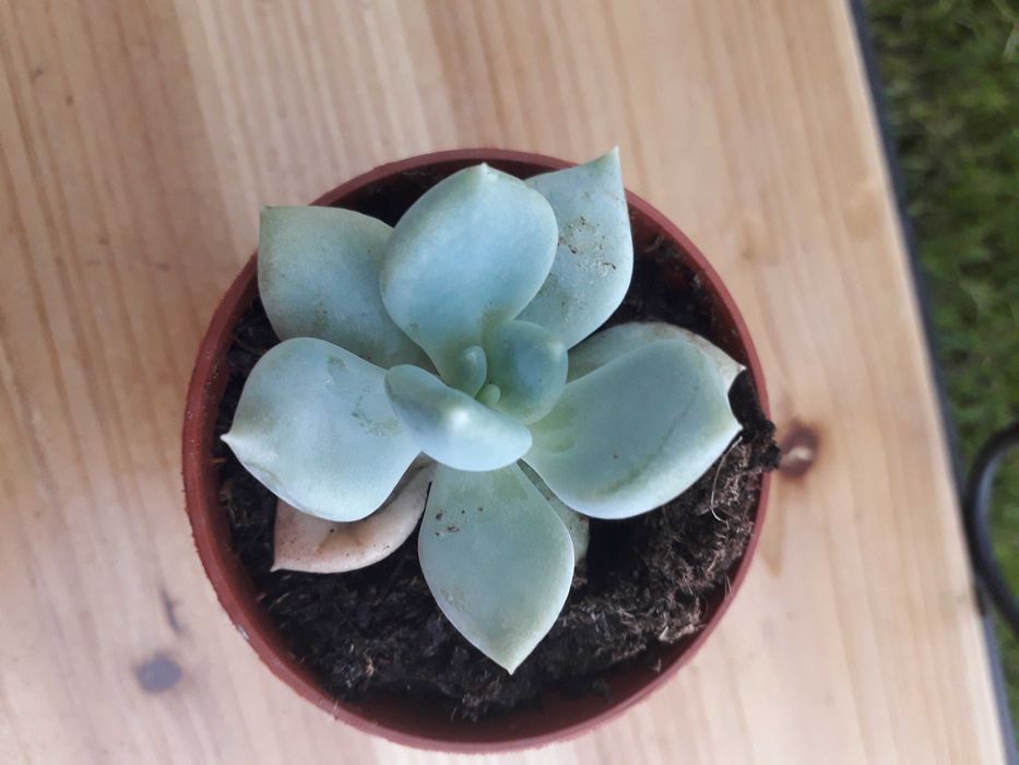 Echeveria Mandala " Rainha das Suculentas"