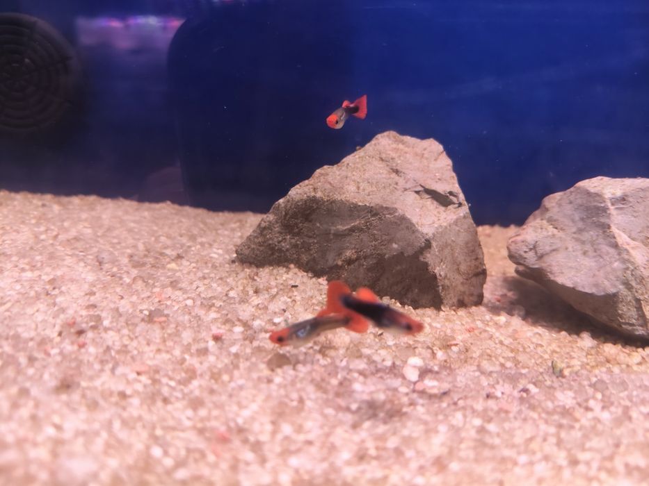 Guppys tuxedo koi