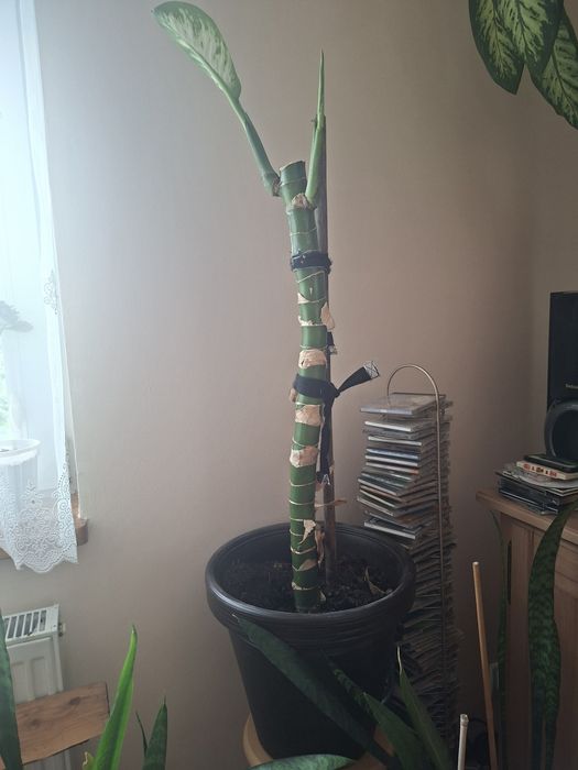 Difebachia - kilka sztuk