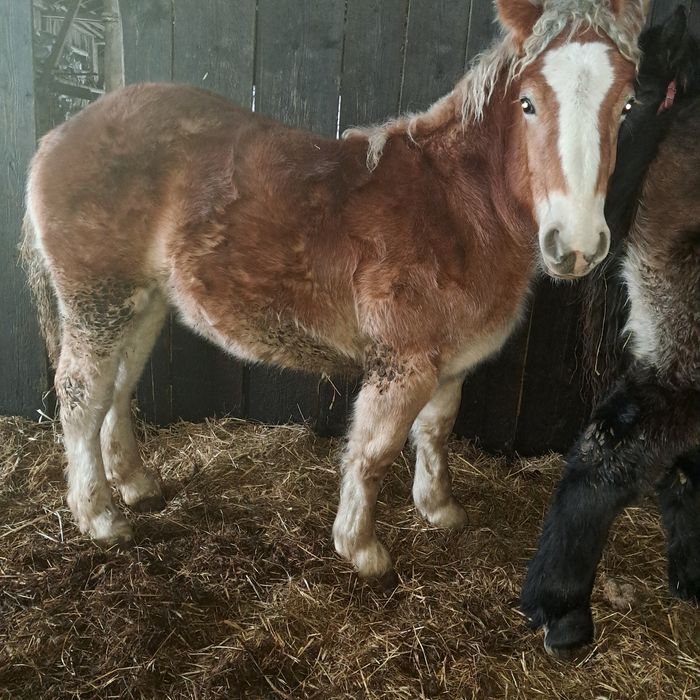 Sprzedam konie.     .