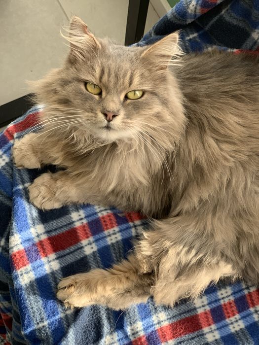 Лагідна пухнаста кішечка (стерилізована) шукає люблячі ручки