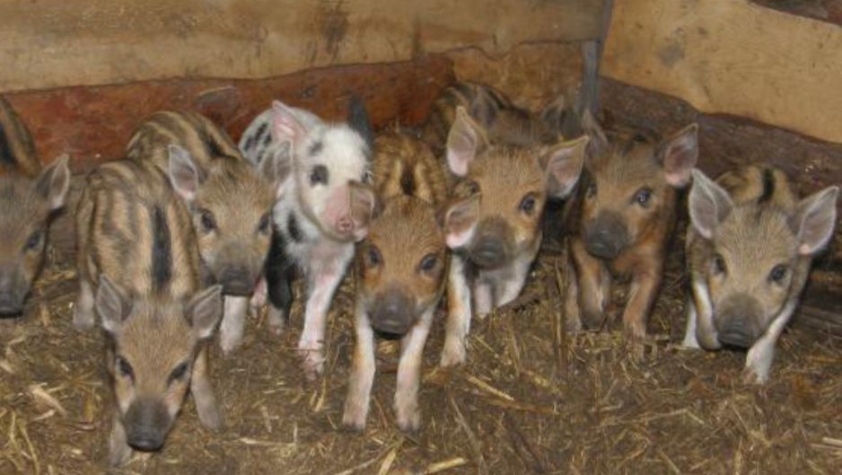 Вьетнамские поросята и кармалы